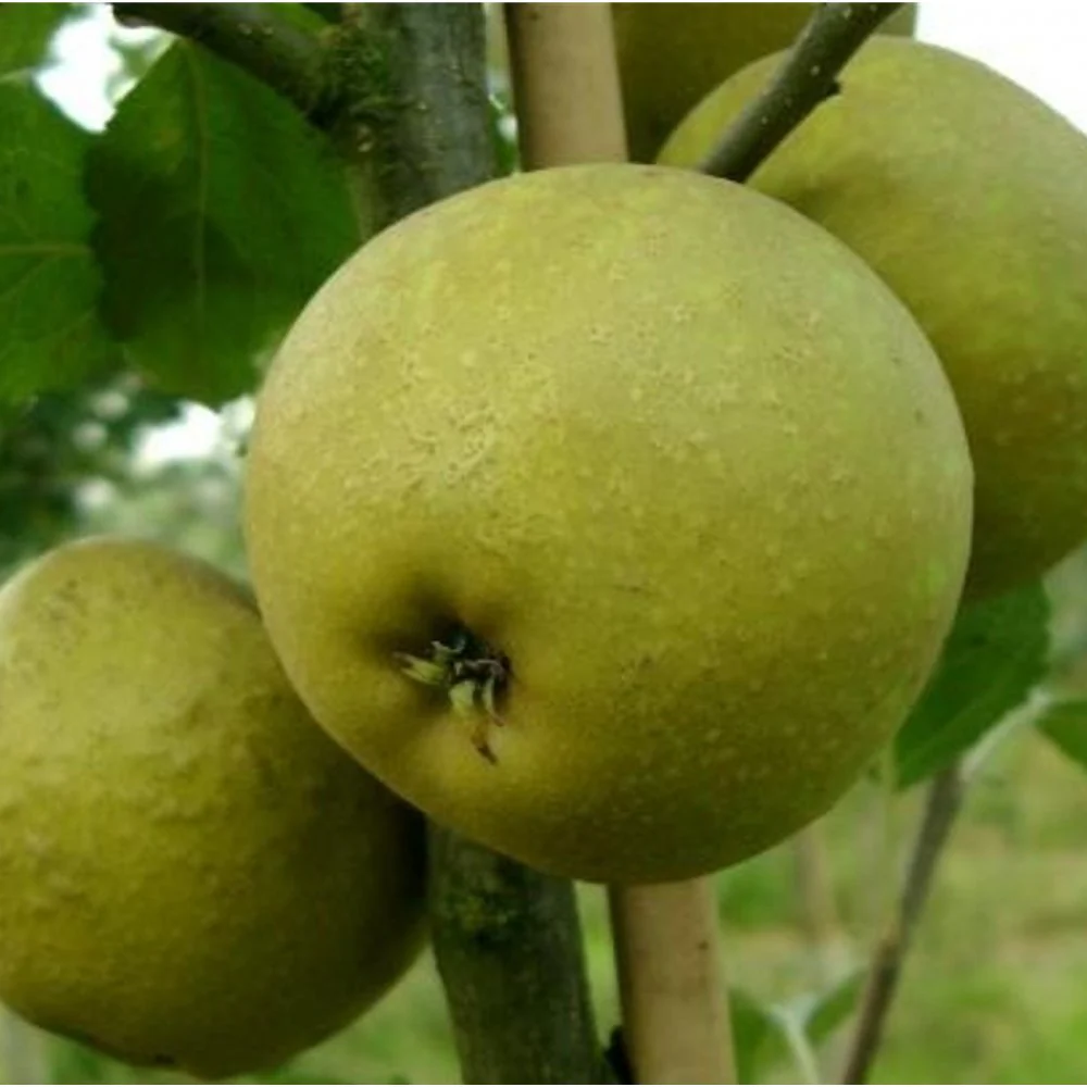 Herefordshire Russet Apple Tree - Image 2