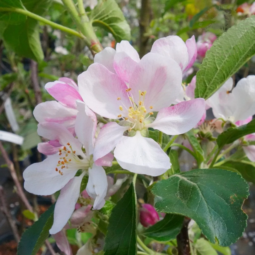 Herefordshire Russet Apple Tree - Image 3