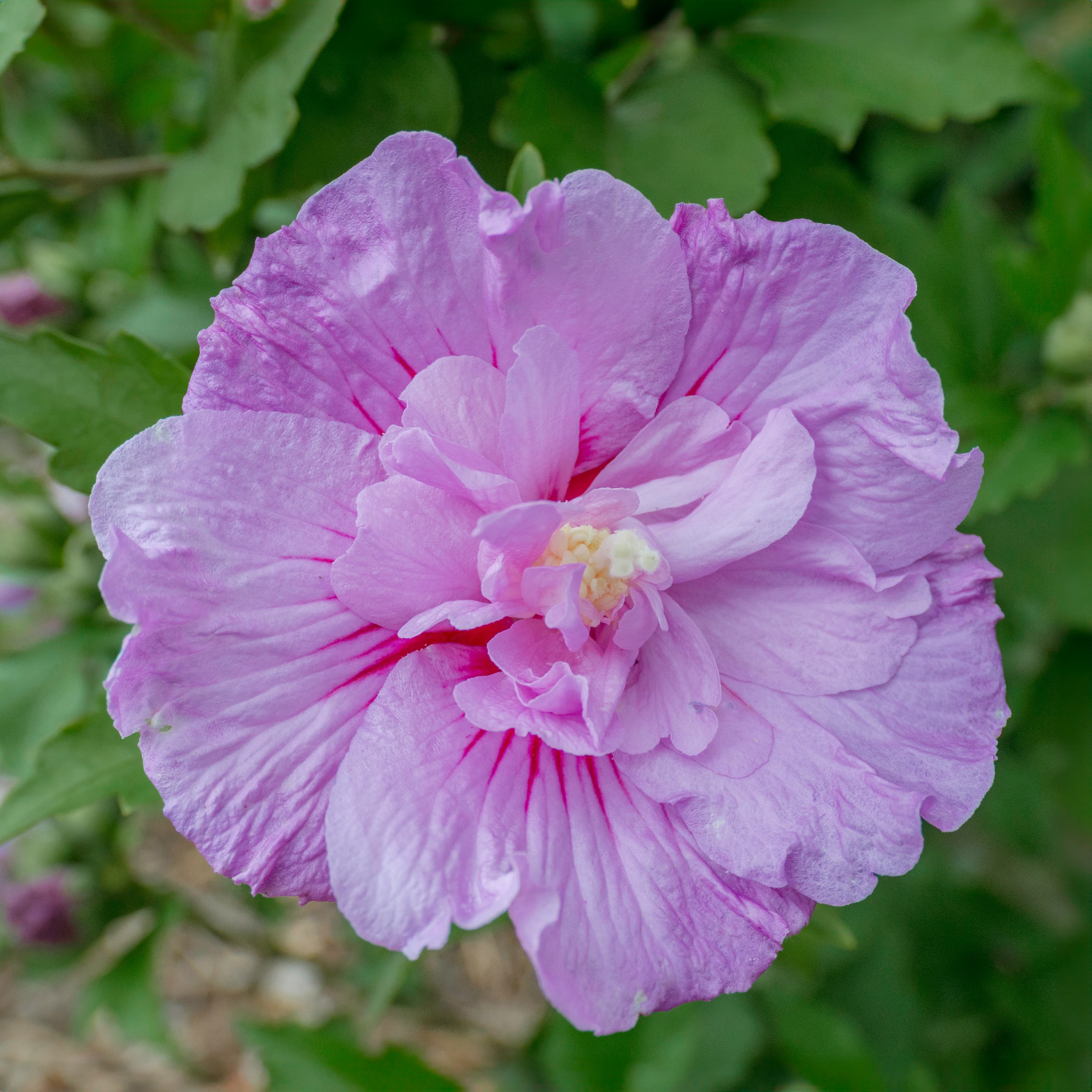Hibiscus 'Lavender Chiffon'