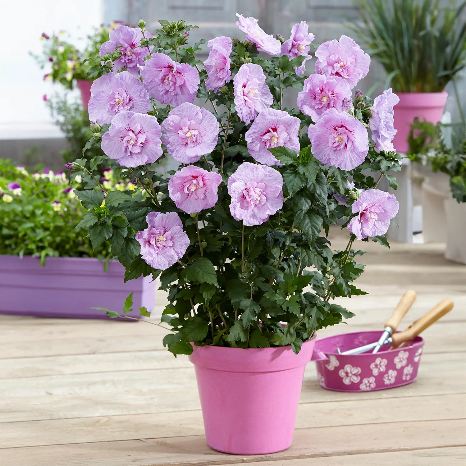 Hibiscus 'Lavender Chiffon' - Image 2