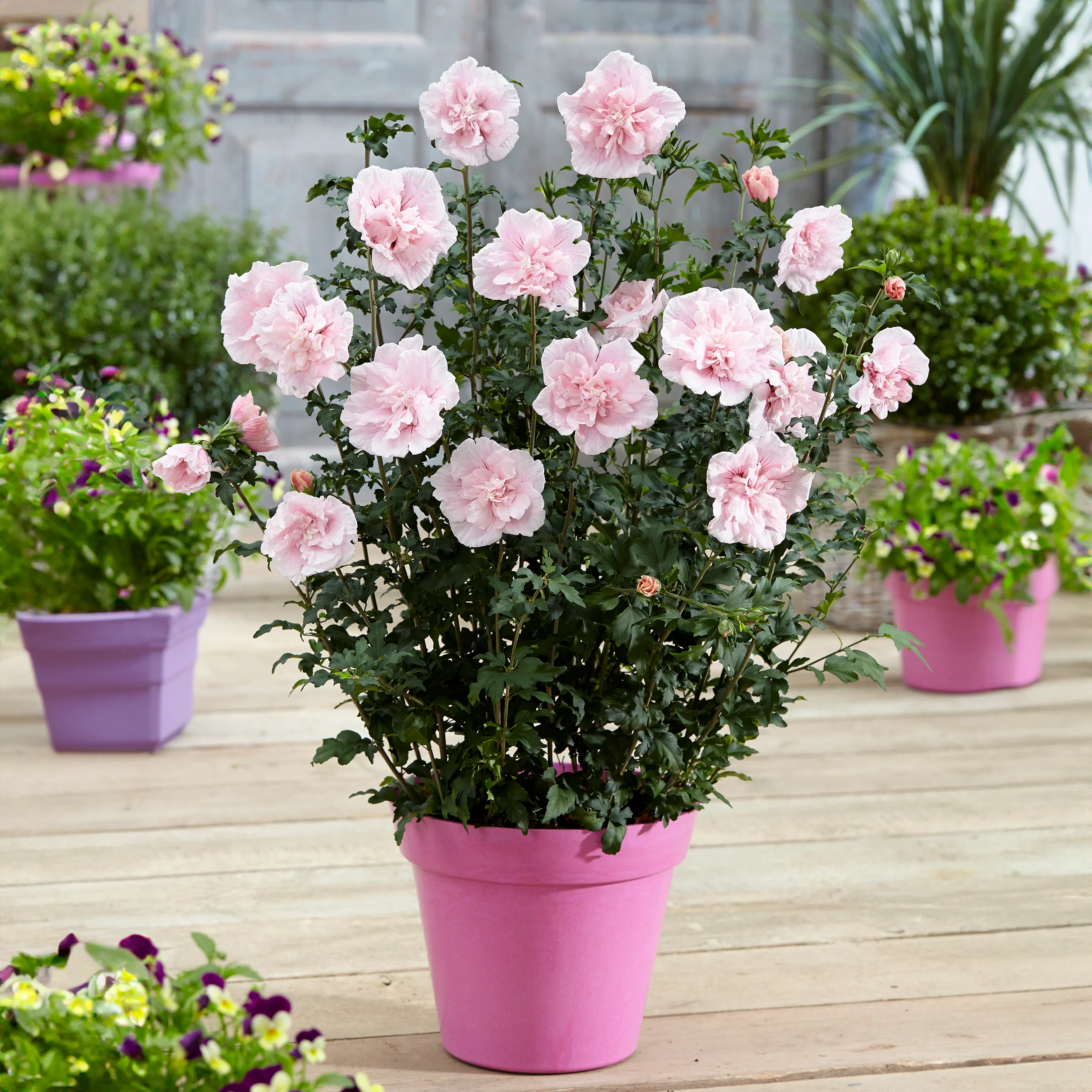 Hibiscus 'Pink Chiffon' - Image 2