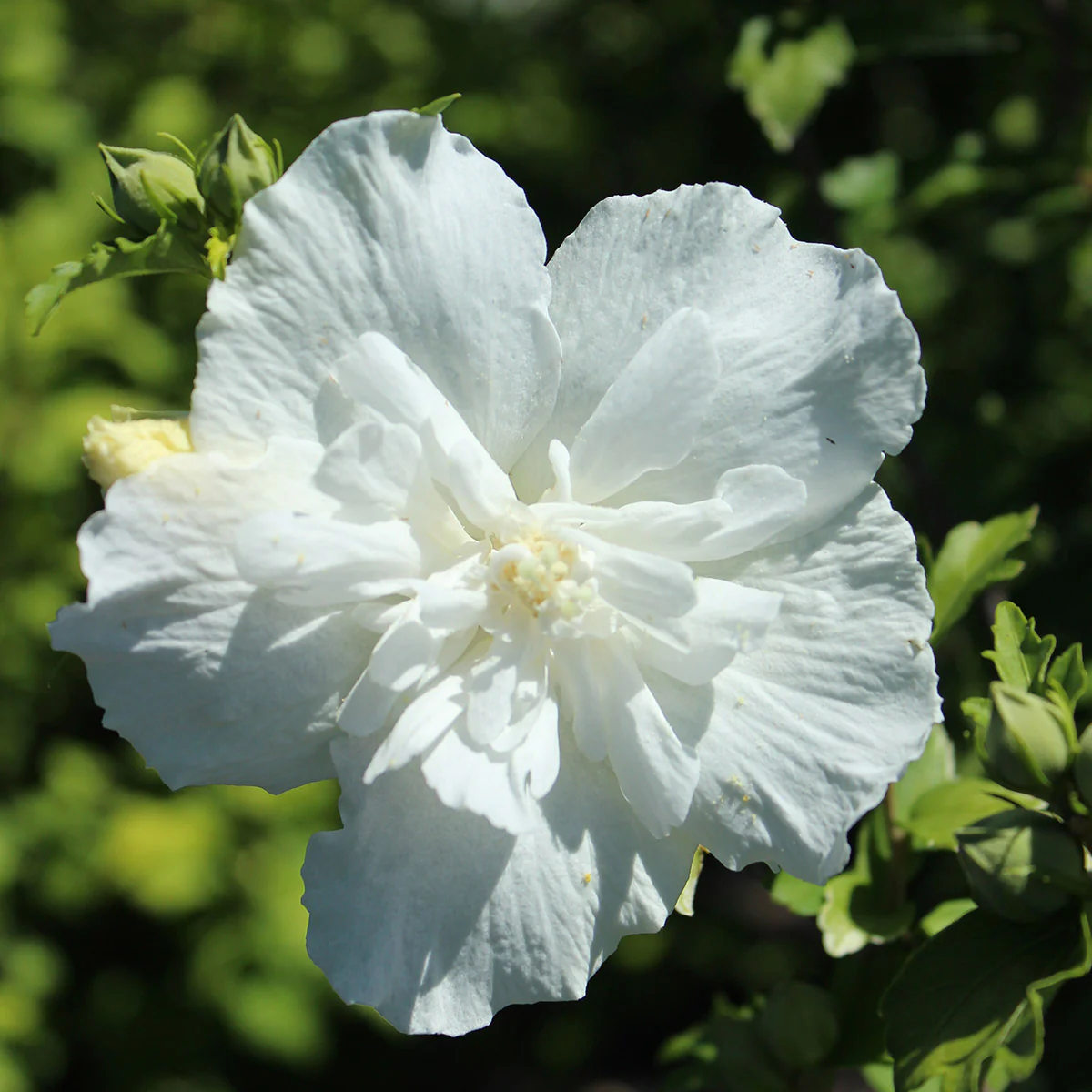 Hibiscus syriacus White Chiffon ®