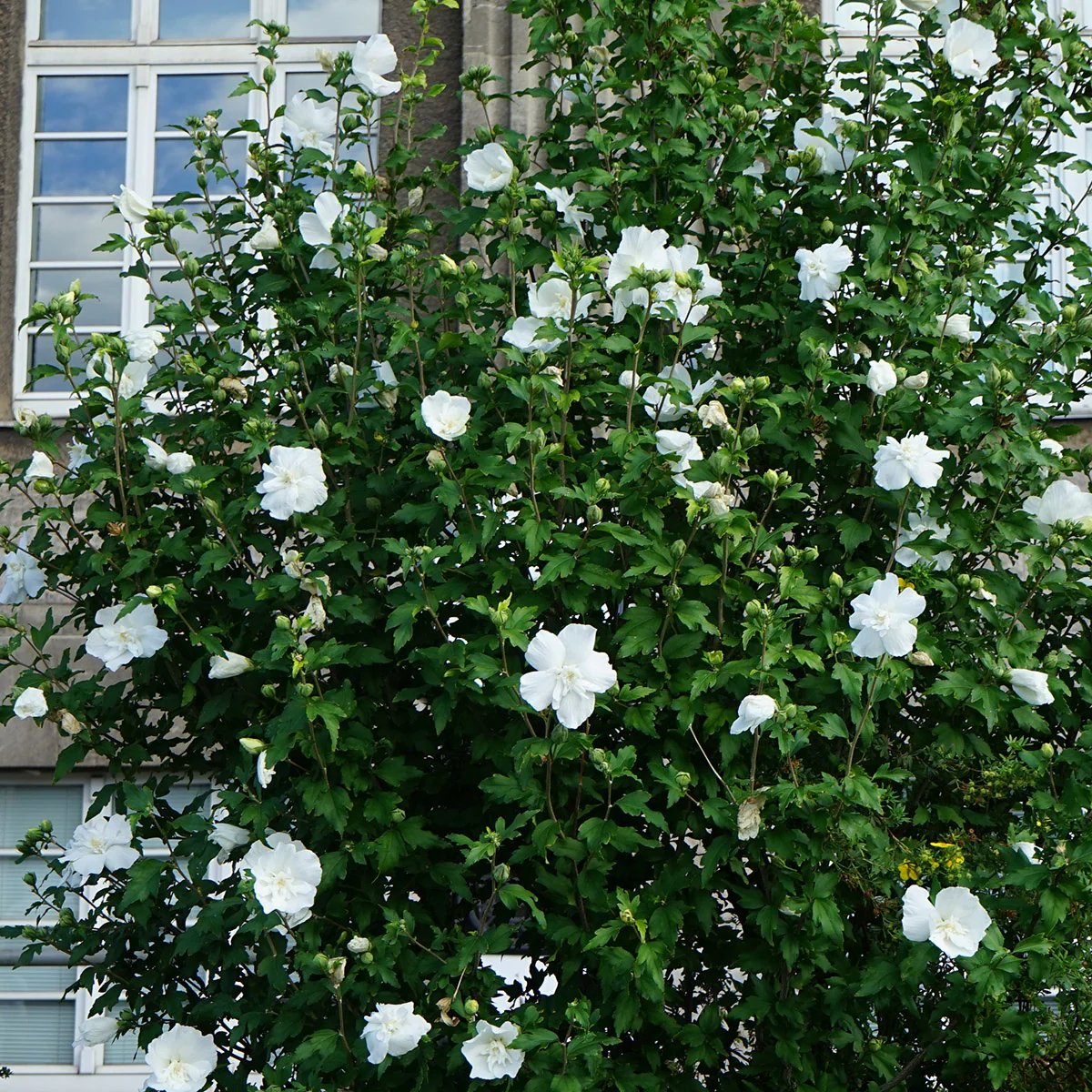Hibiscus syriacus White Chiffon ® - Image 2