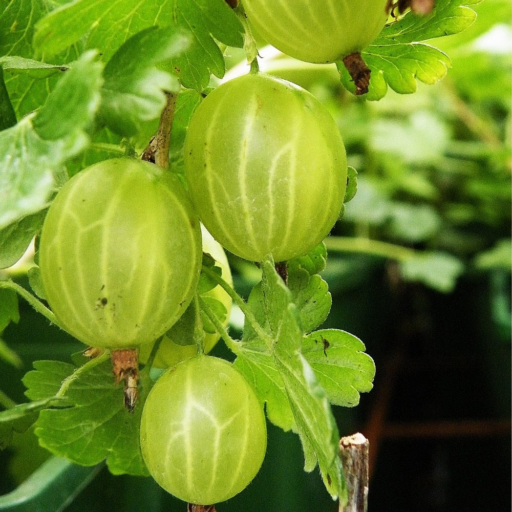 Hinnonmaki Green Gooseberry Bush