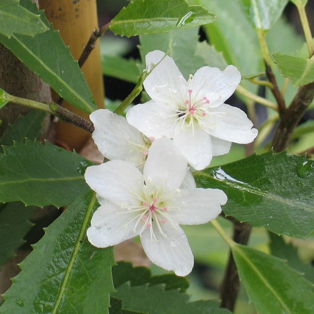 Hoheria sexstylosa 'Snow White' Tree