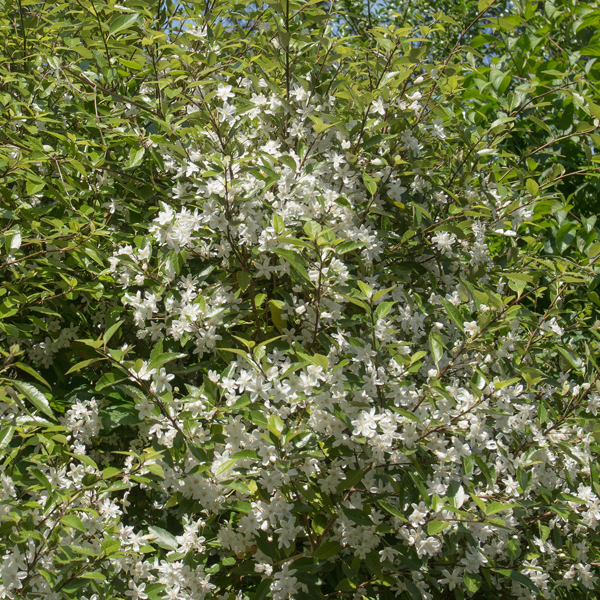 Hoheria sexstylosa 'Snow White' Tree - Image 2
