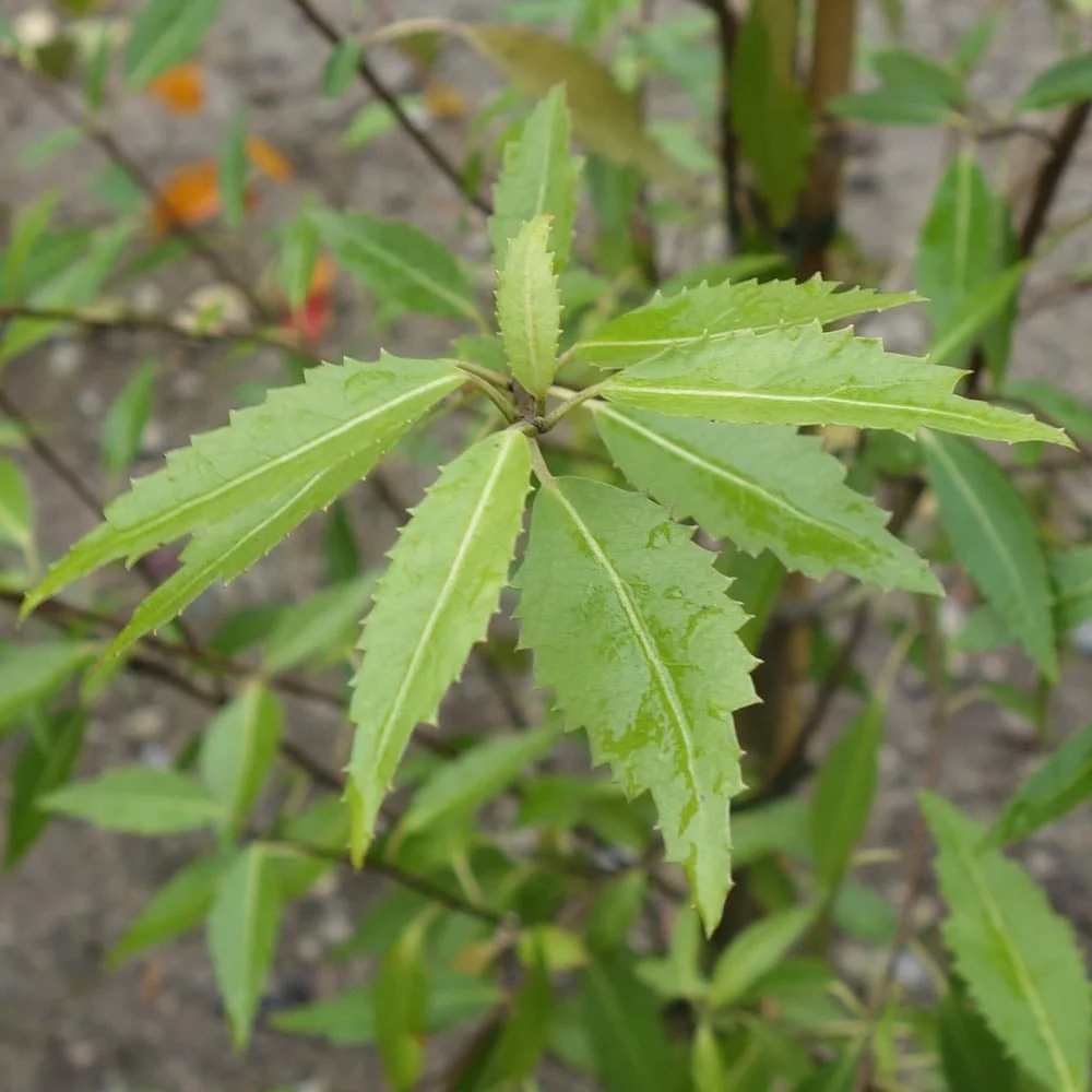 Hoheria sexstylosa 'Snow White' Tree - Image 3