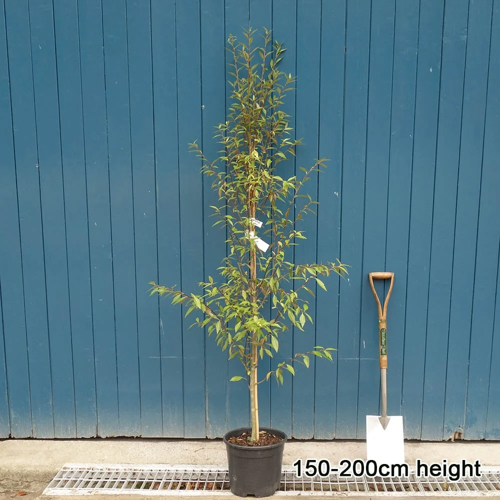 Hoheria sexstylosa 'Snow White' Tree - Image 4