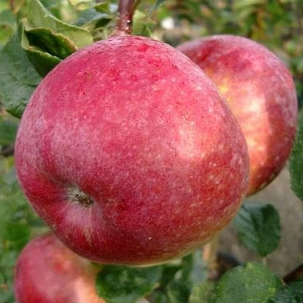 Howgate Wonder Apple Tree