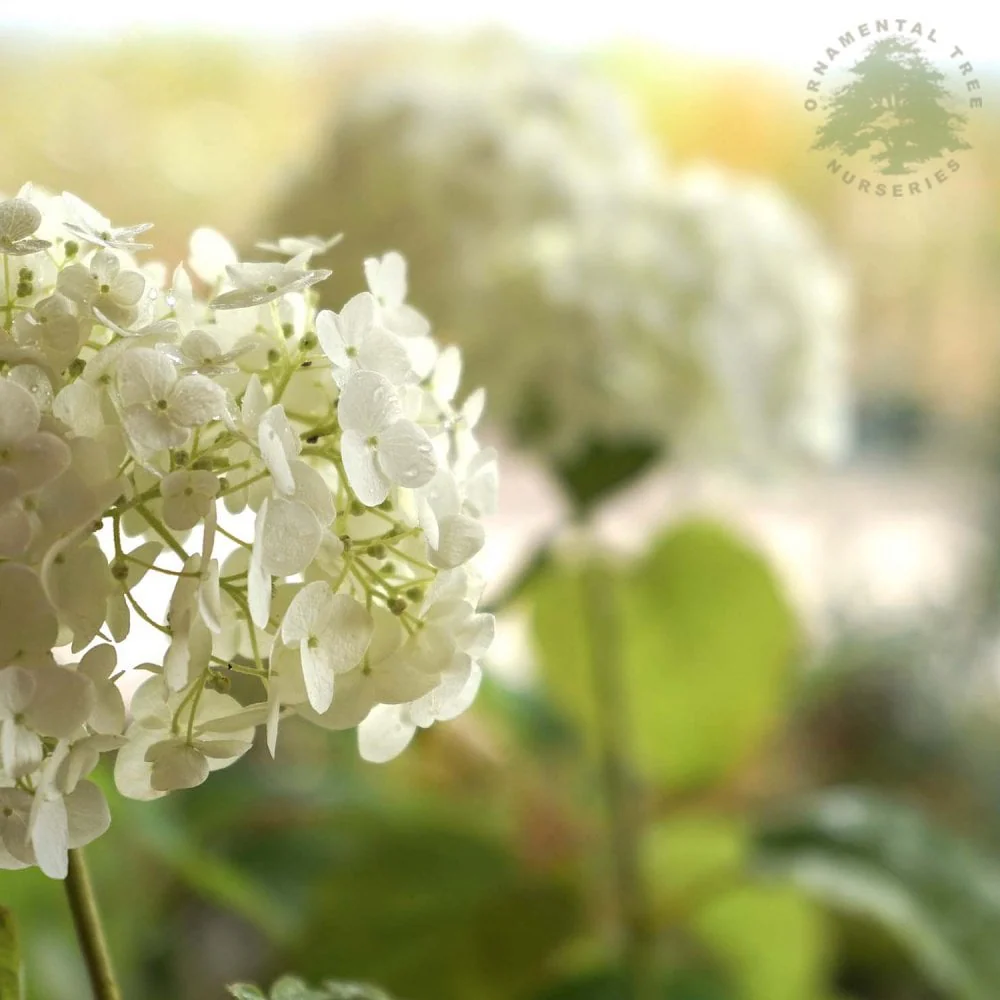 Hydrangea arborescens Strong Annabelle