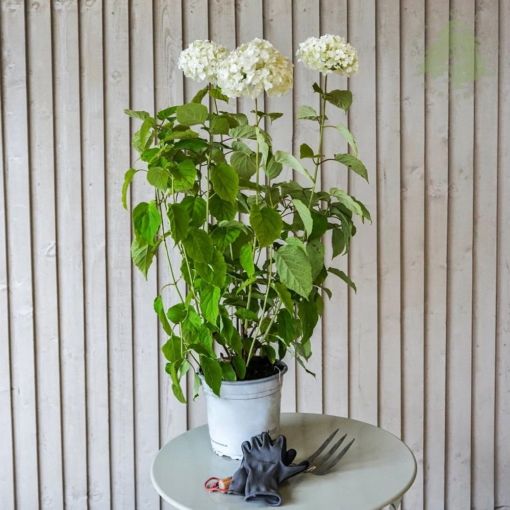 Hydrangea arborescens Strong Annabelle - Image 2