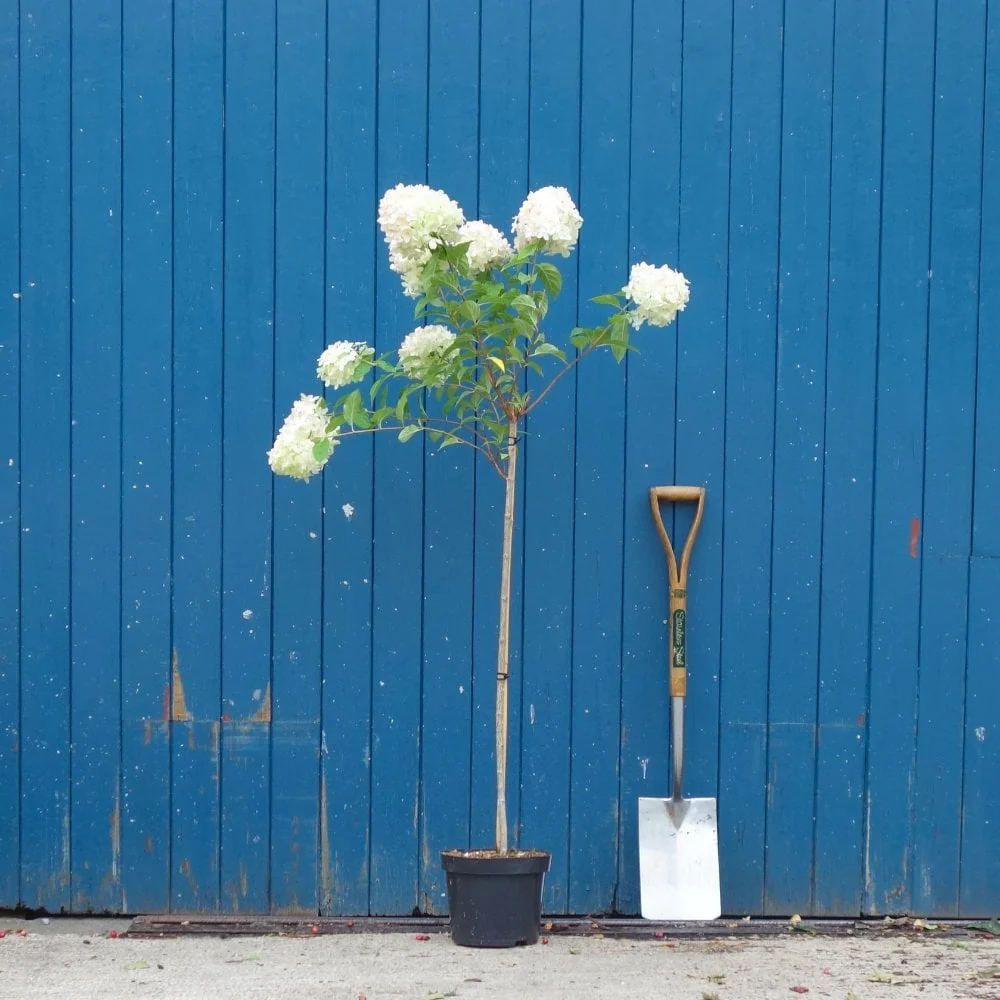 Hydrangea paniculata 'Limelight' - Image 3