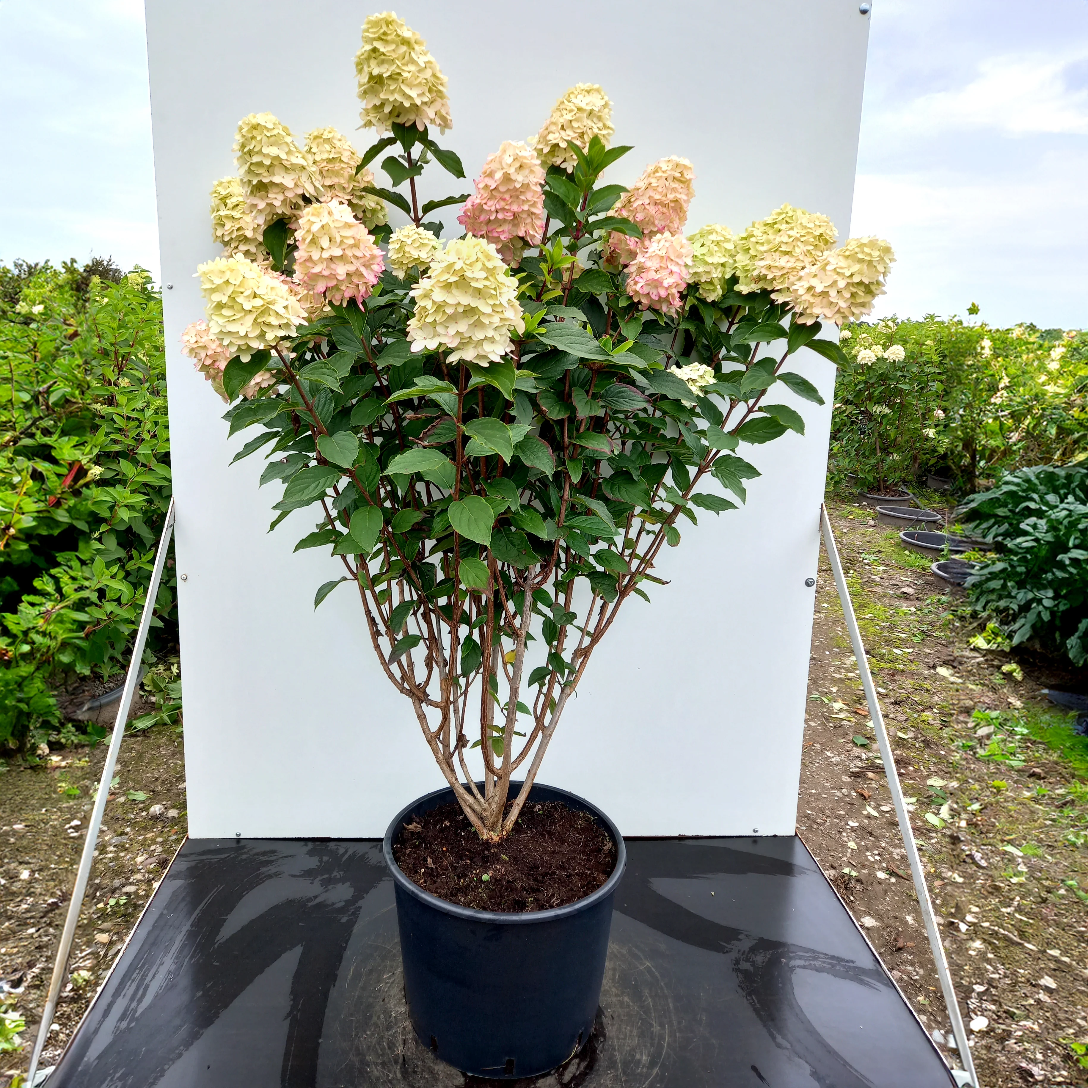 Hydrangea paniculata 'Limelight' - Image 4