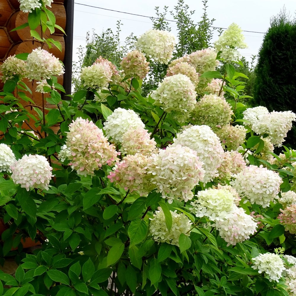 Hydrangea paniculata 'Polar Bear' ® - Image 2