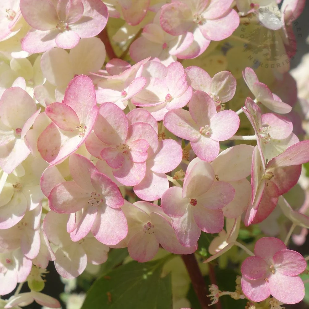Hydrangea paniculata Sundae Fraise - Image 3