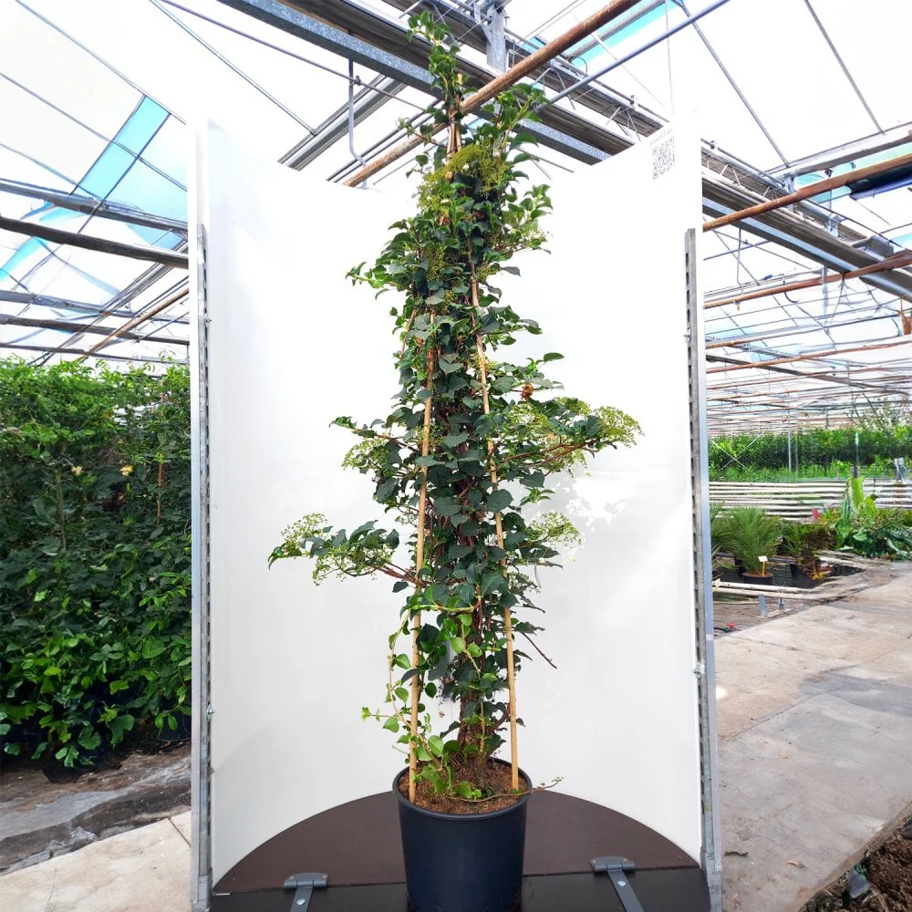 Hydrangea petiolaris - Image 3
