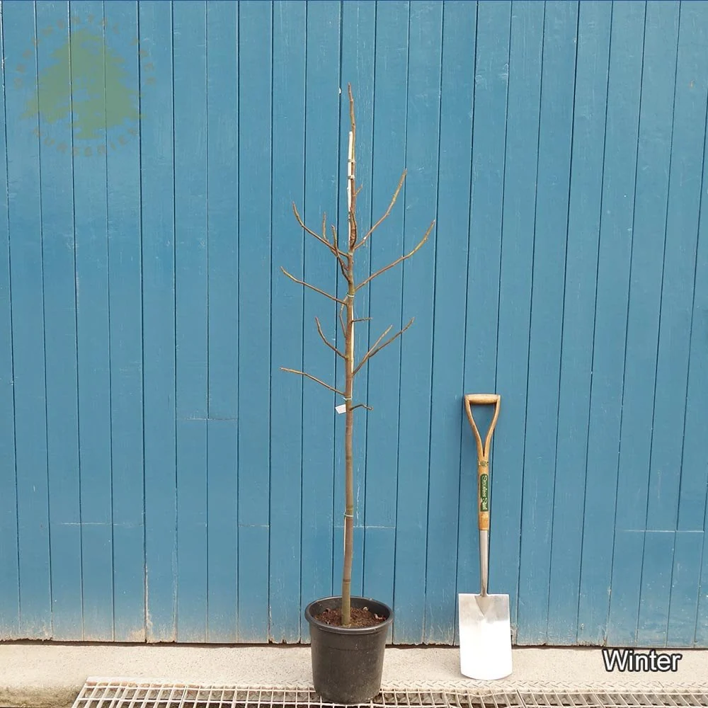Ice Crystal Fig Tree - Image 3