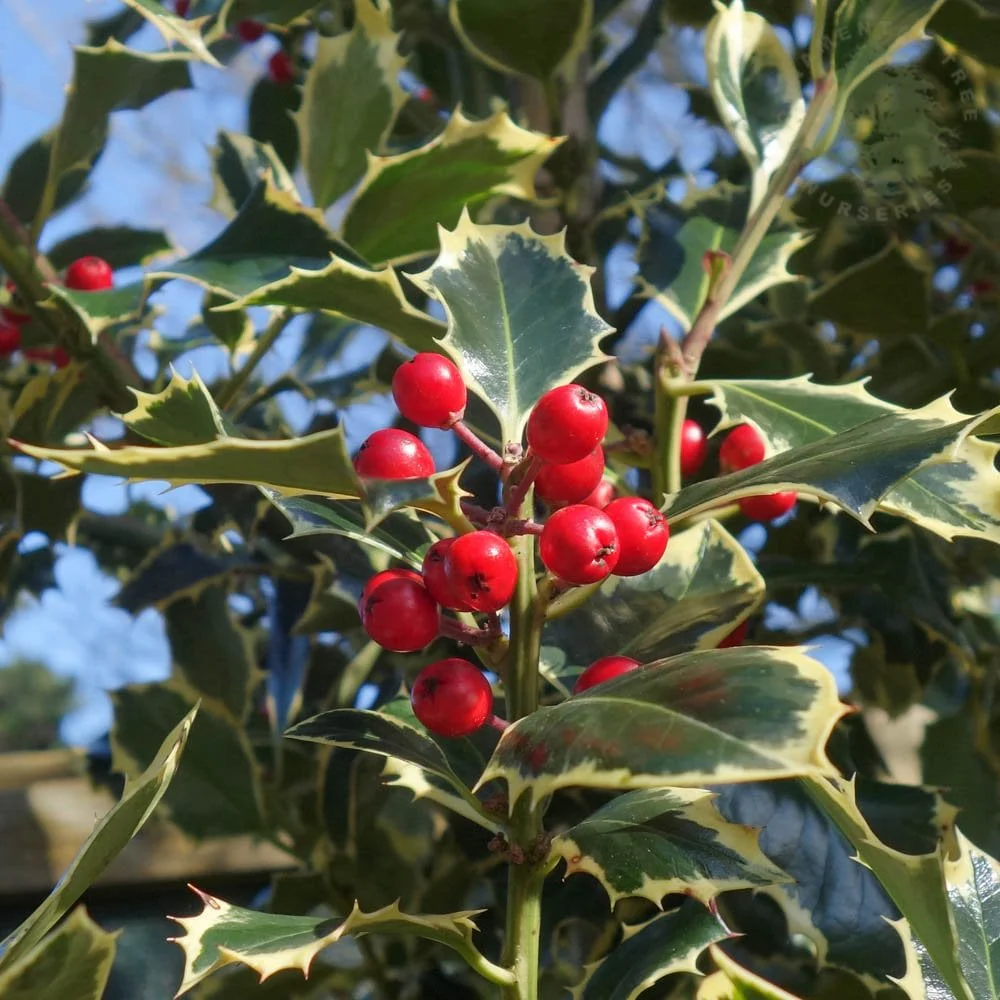 Ilex aquifolium 'Argentea Marginata' Tree