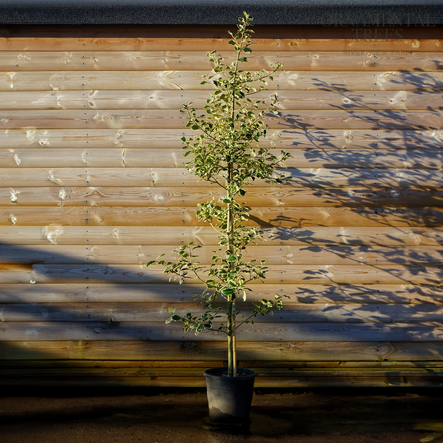 Ilex aquifolium 'Argentea Marginata' Tree - Image 2