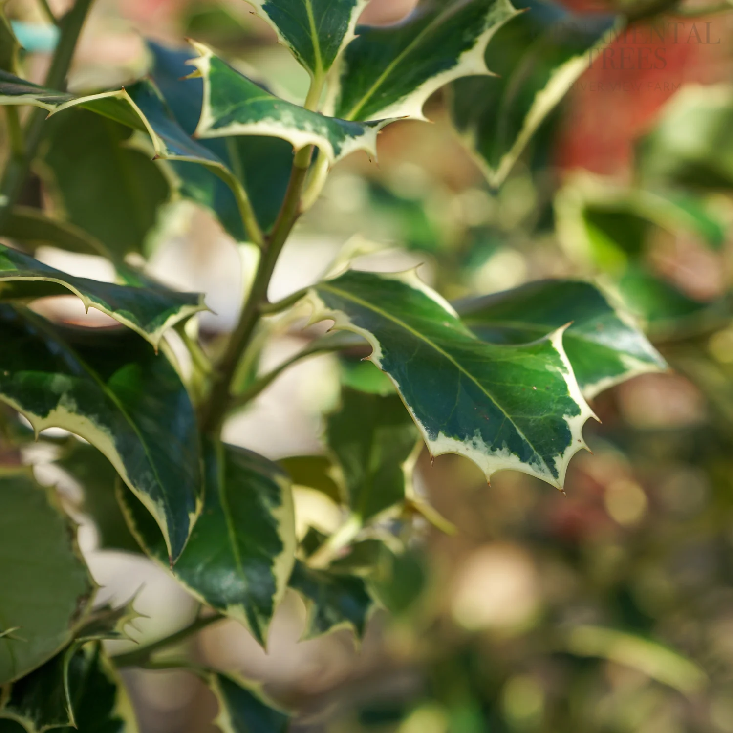 Ilex aquifolium 'Argentea Marginata' Tree - Image 3