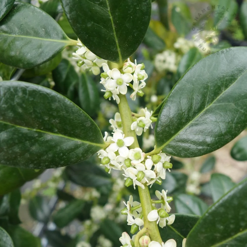 Ilex aquifolium 'J C van Tol' Tree - Image 2