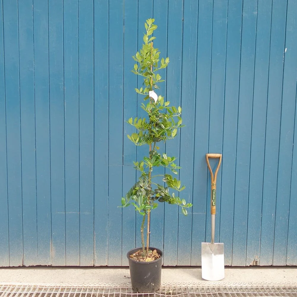 Ilex aquifolium 'J C van Tol' Tree - Image 3