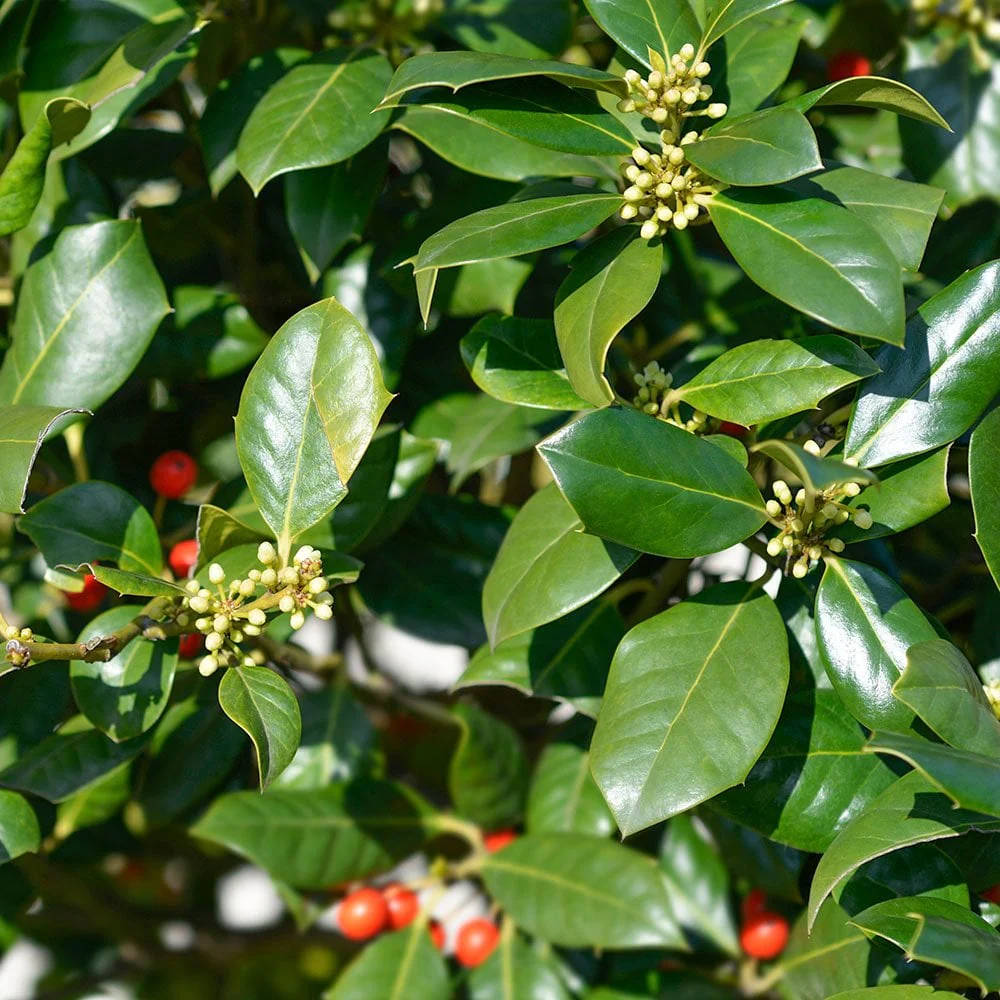 Ilex aquifolium 'Nellie R. Stevens'