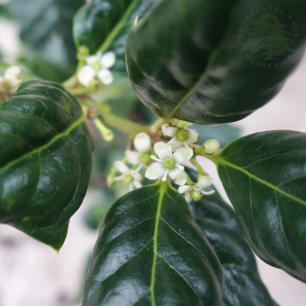 Ilex aquifolium 'Nellie R. Stevens' - Image 3