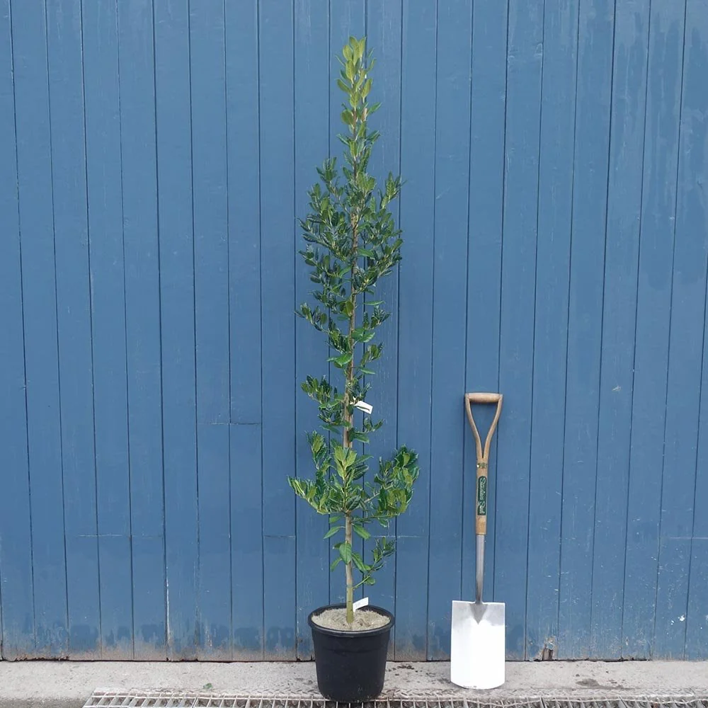 Ilex aquifolium 'Nellie R. Stevens' - Image 4
