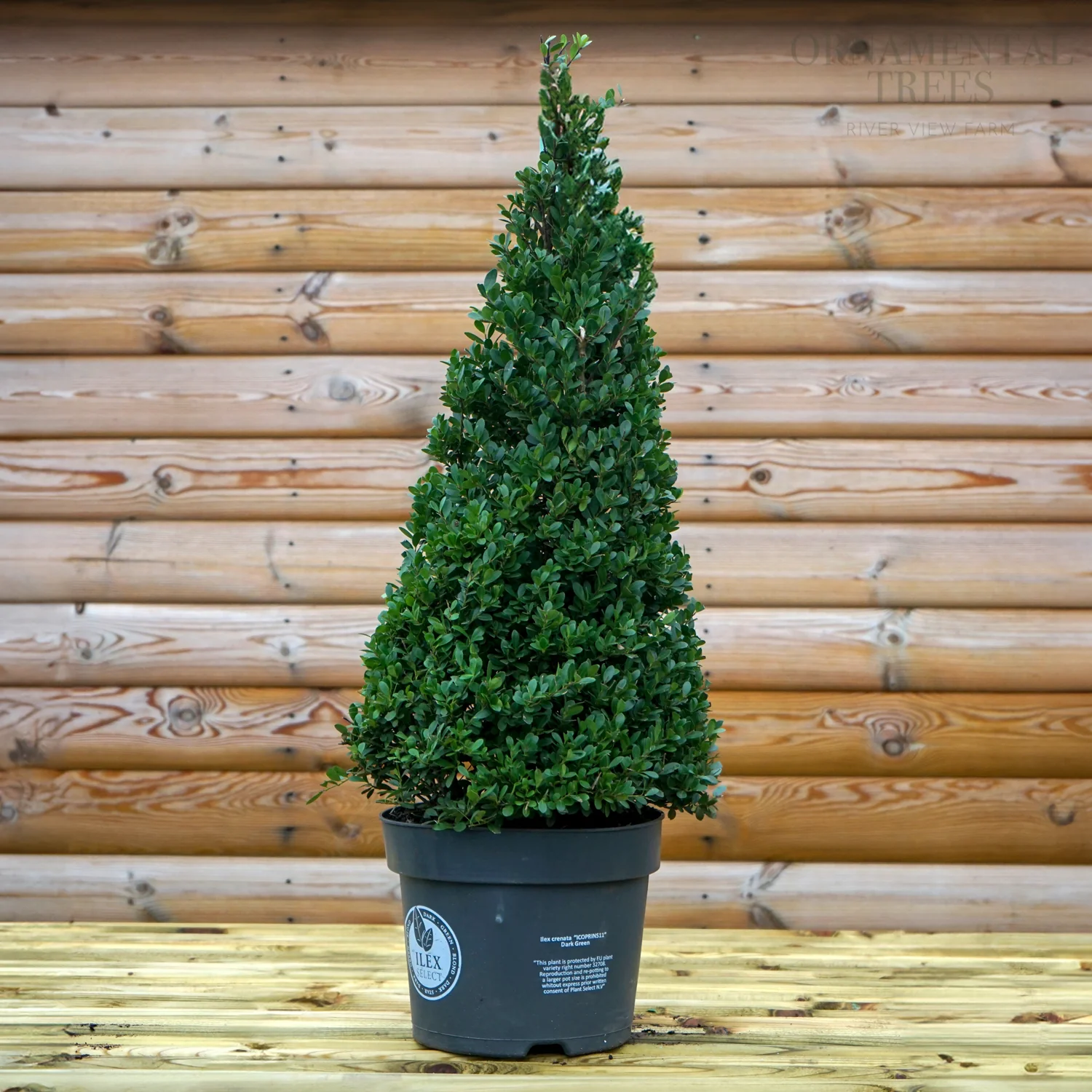 Ilex crenata Dark Green Topiary Pyramid