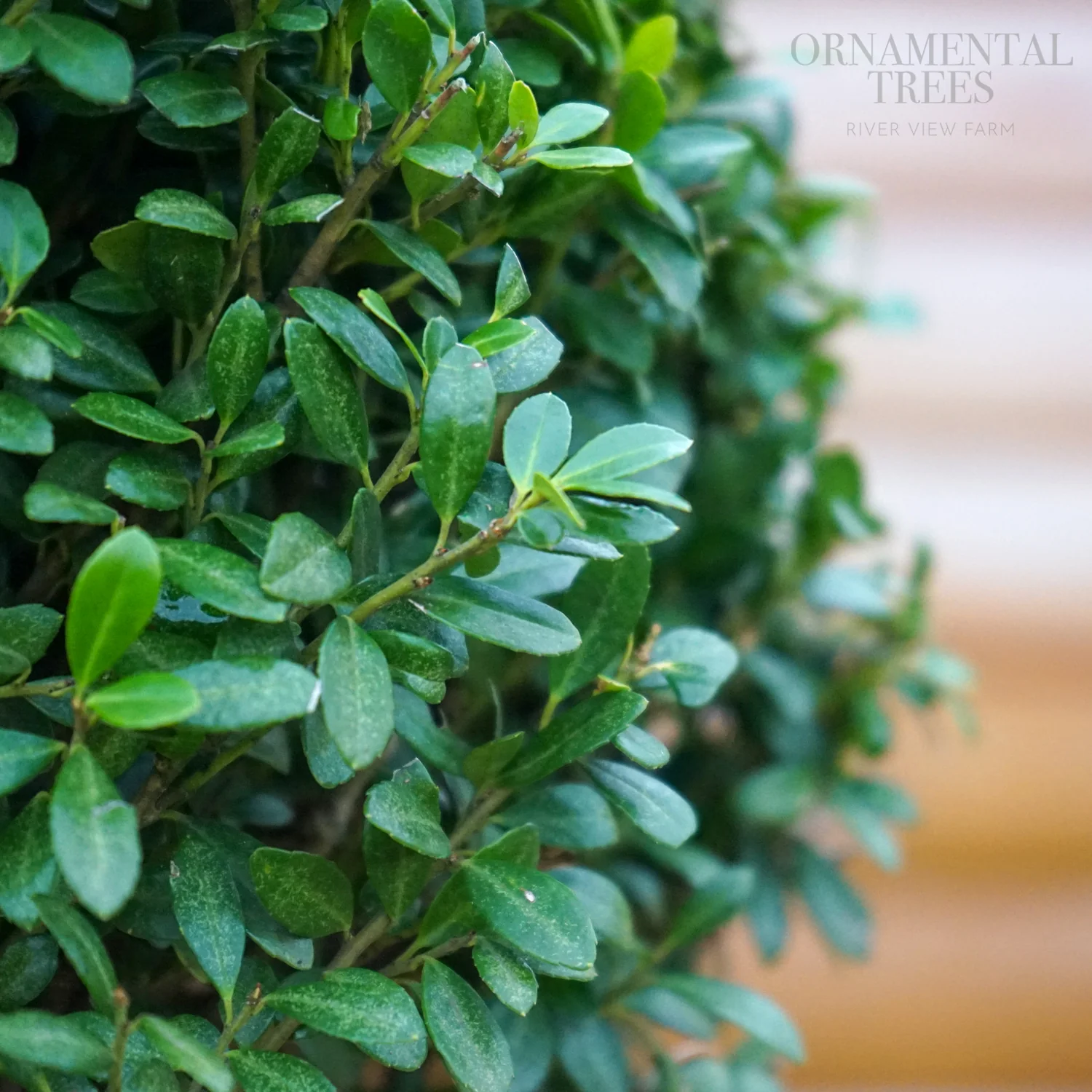 Ilex crenata Dark Green Topiary Pyramid - Image 2