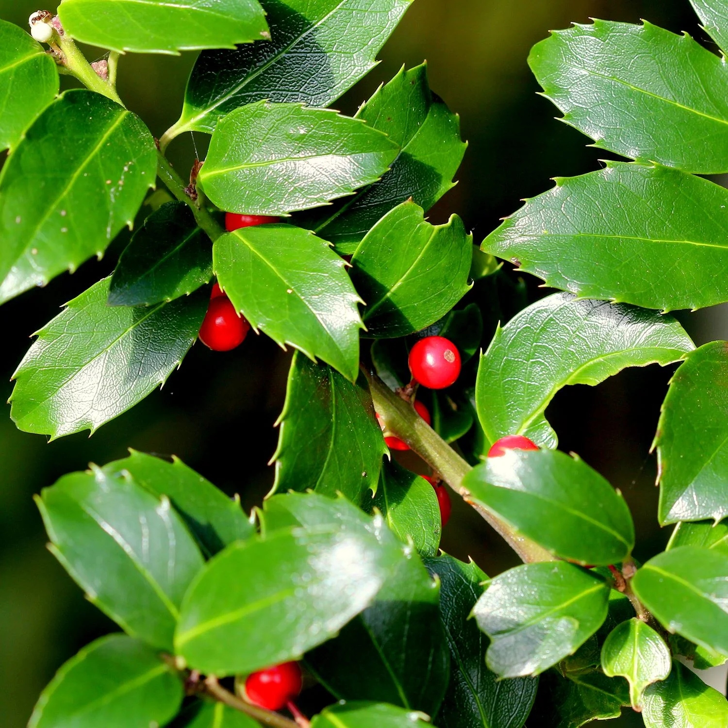 Ilex meserveae Blue Maid Topiary - Image 2