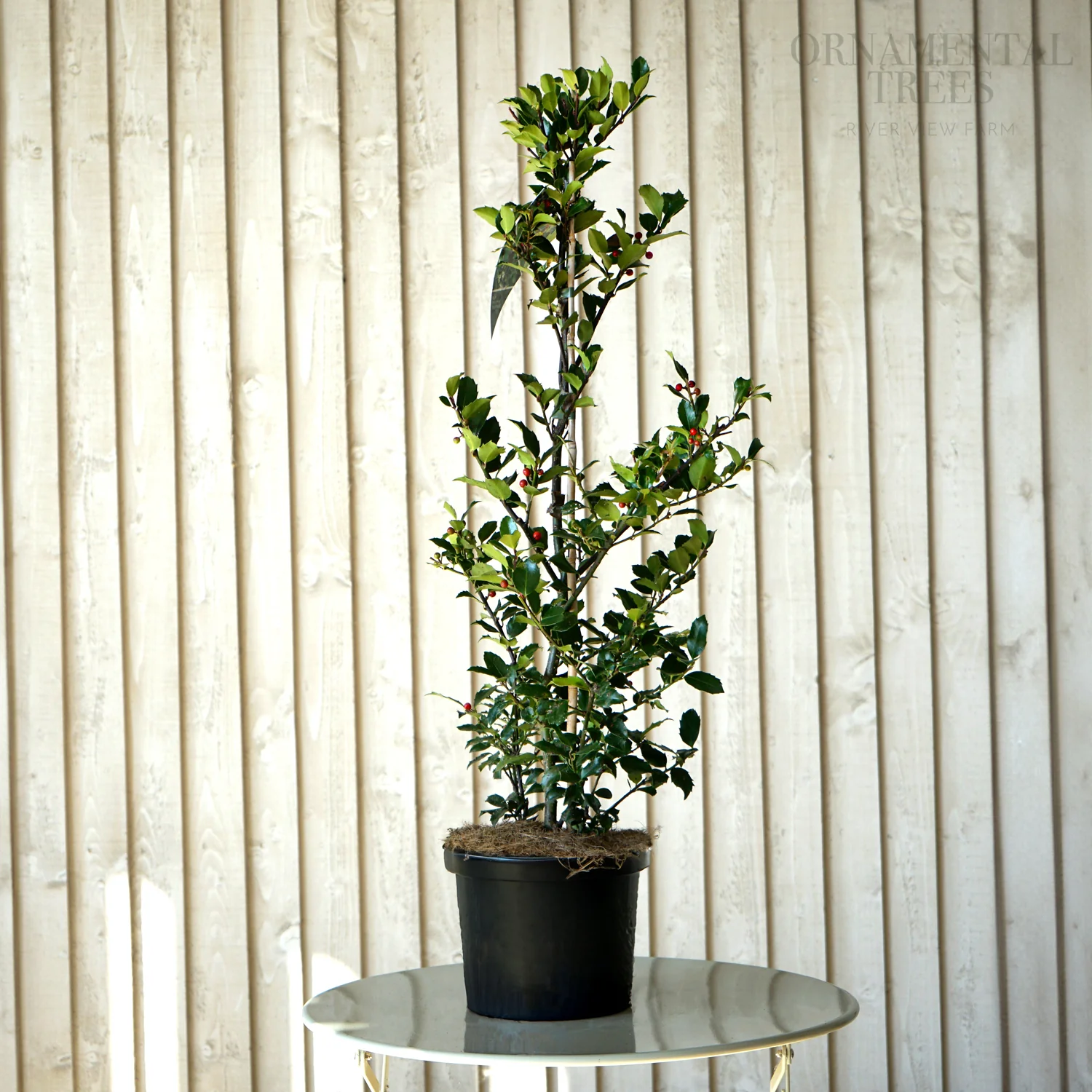 Ilex meserveae Blue Maid Topiary - Image 3
