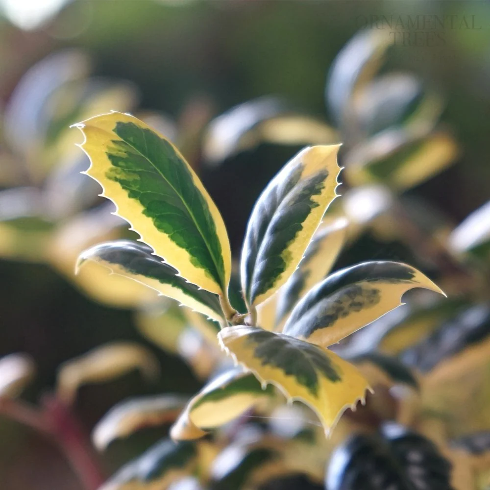 Ilex x altaclerensis 'Golden King' Tree - Image 3