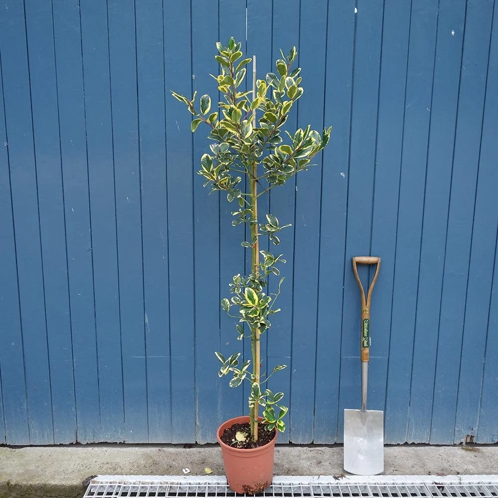 Ilex x altaclerensis 'Golden King' Tree - Image 4