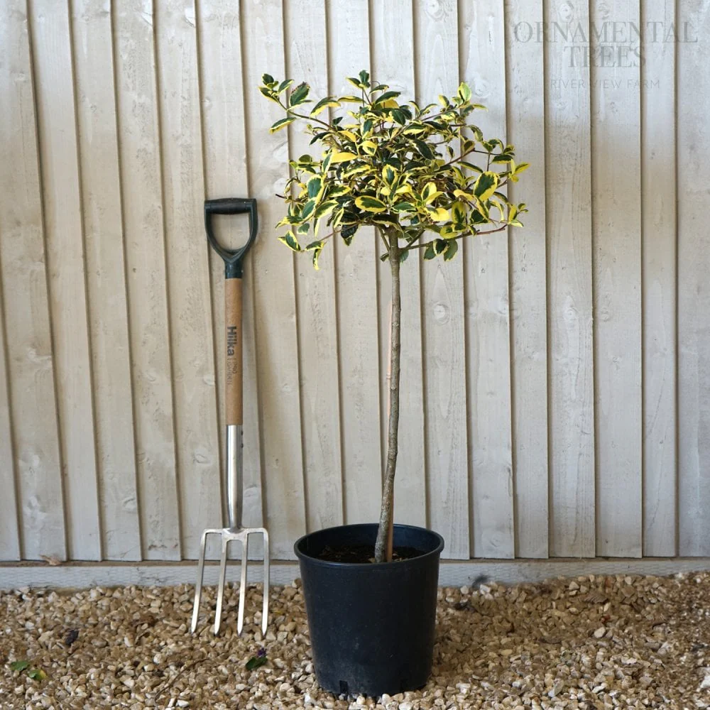 Ilex x altaclerensis 'Golden King' Tree - Image 5