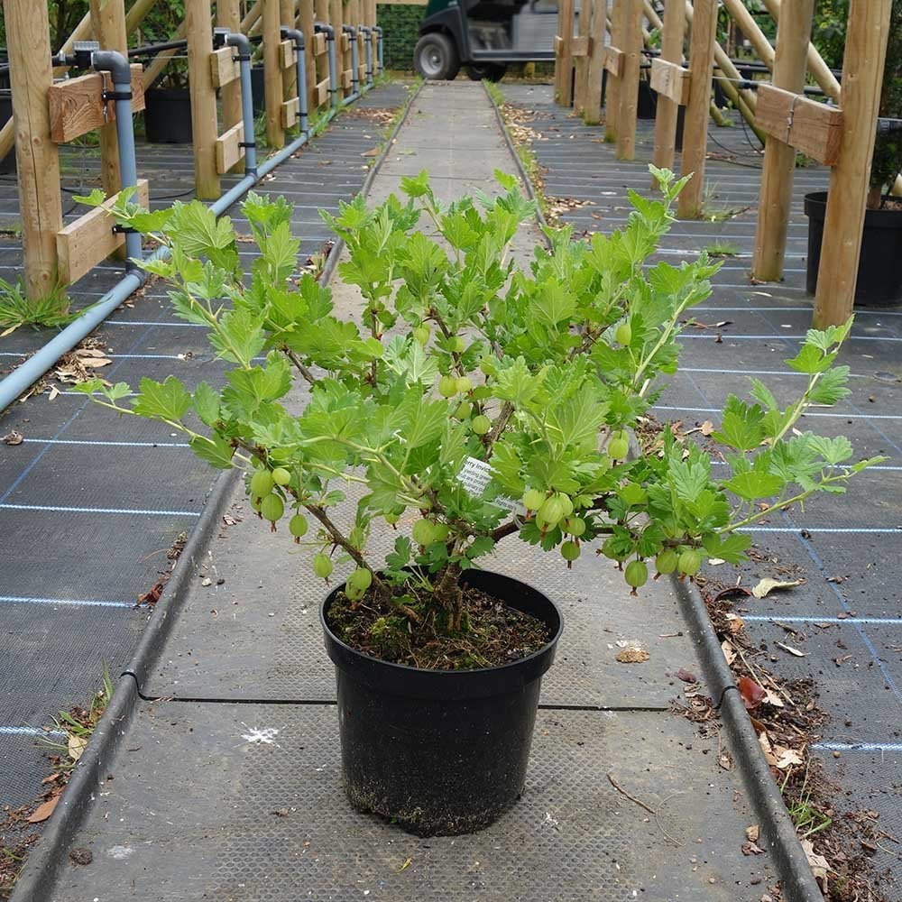 Invicta Gooseberry Bush - Image 3