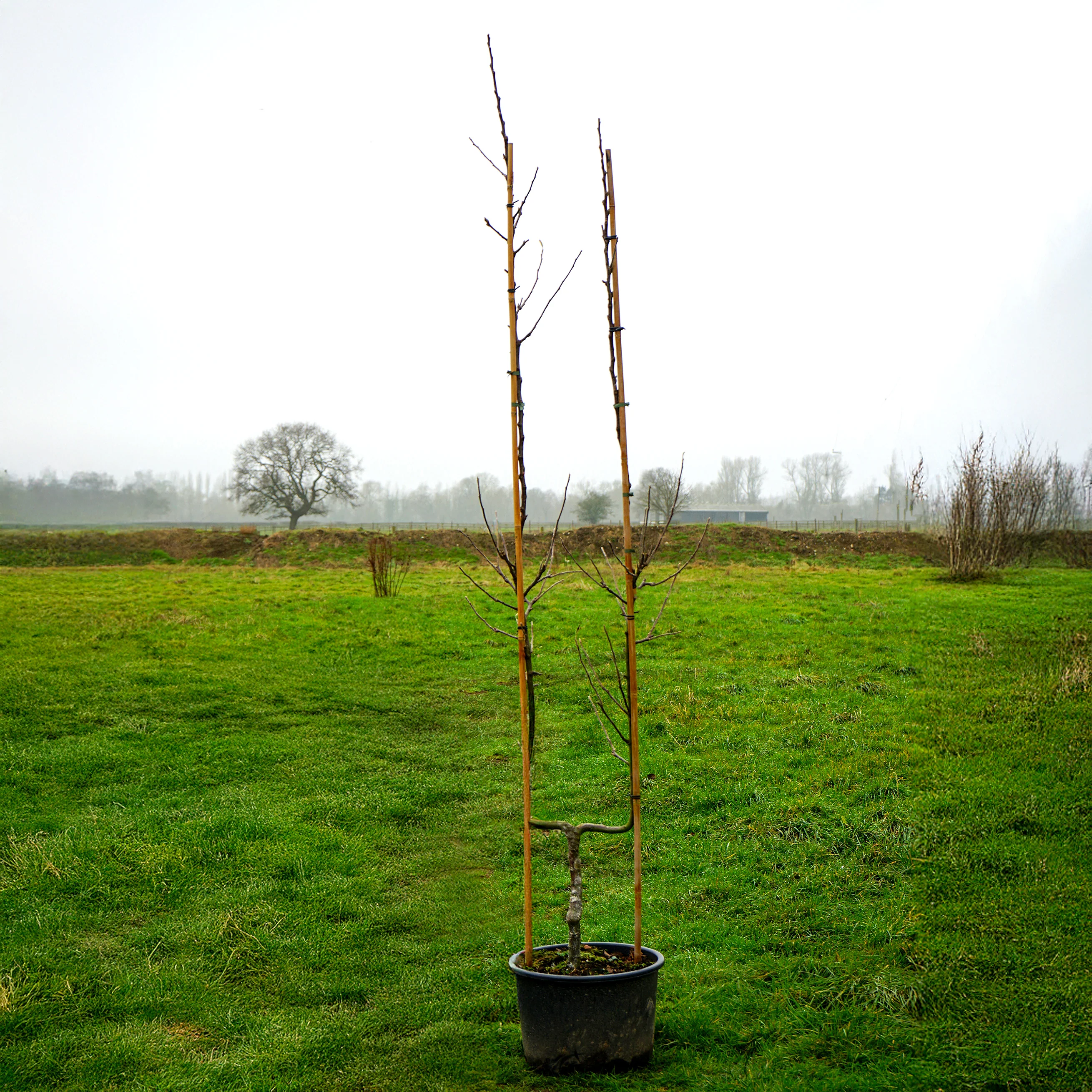 James Grieve Apple Tree - Image 10