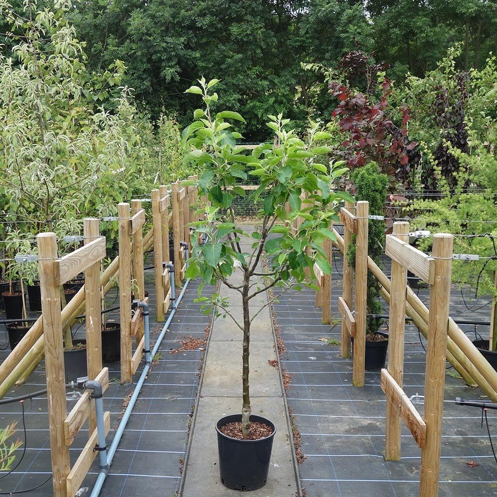 James Grieve Apple Tree - Image 3