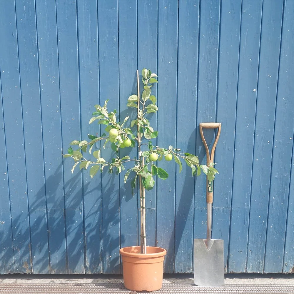 James Grieve Apple Tree - Image 4