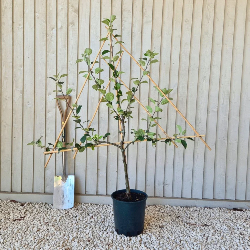 James Grieve Apple Tree - Image 7