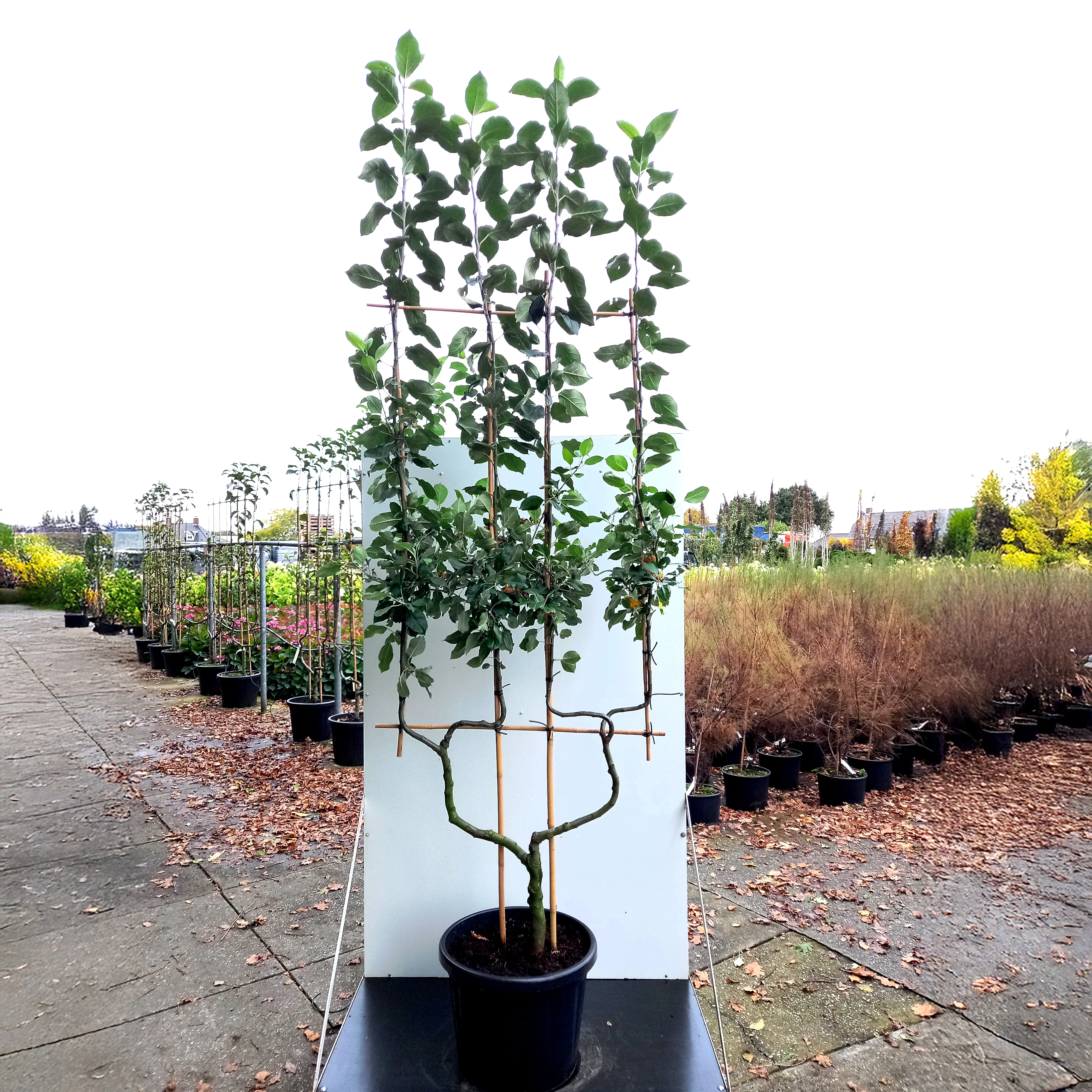 James Grieve Apple Tree - Image 9