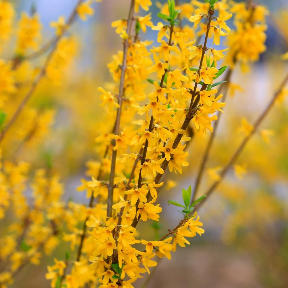 Jasminum nudiflorum