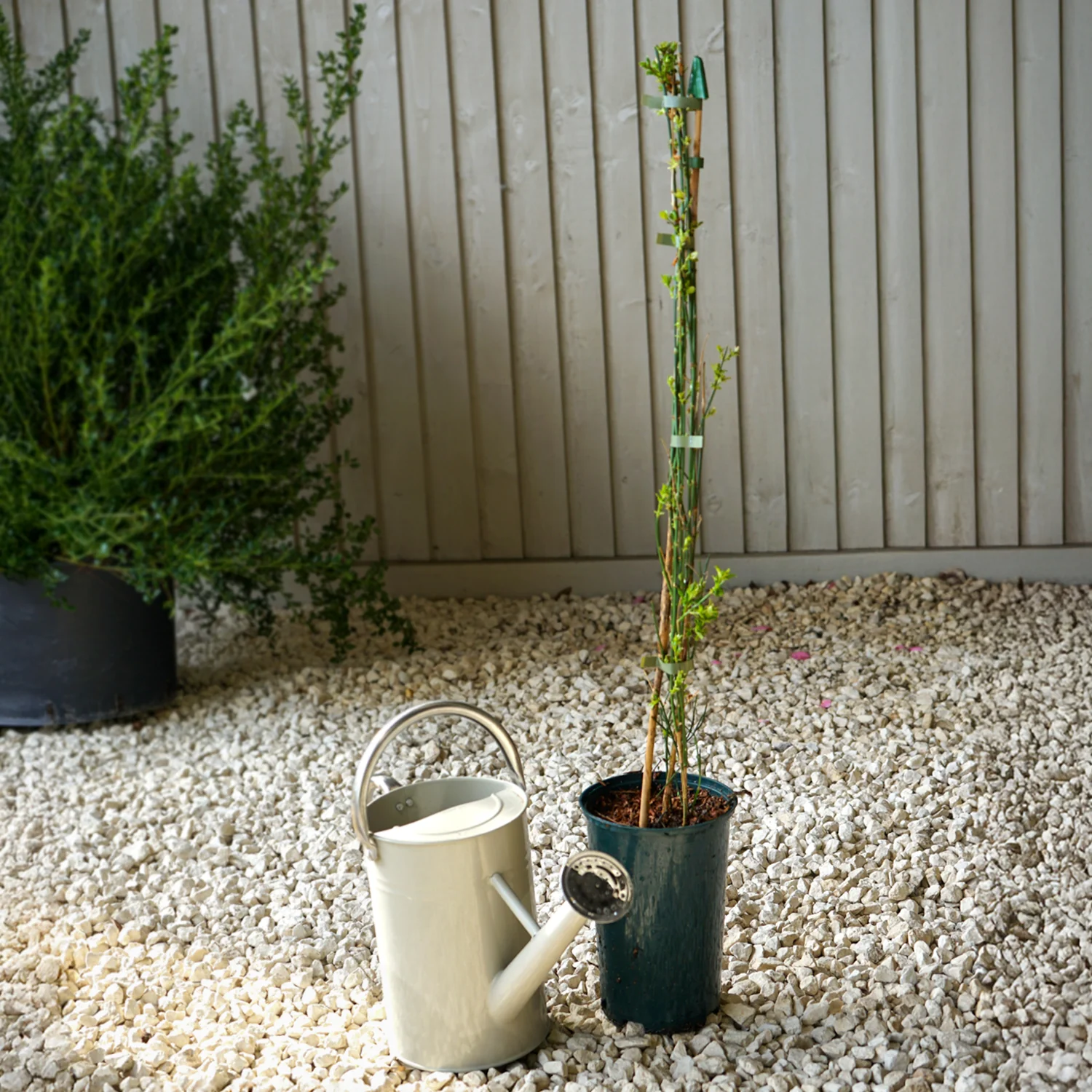 Jasminum nudiflorum - Image 3