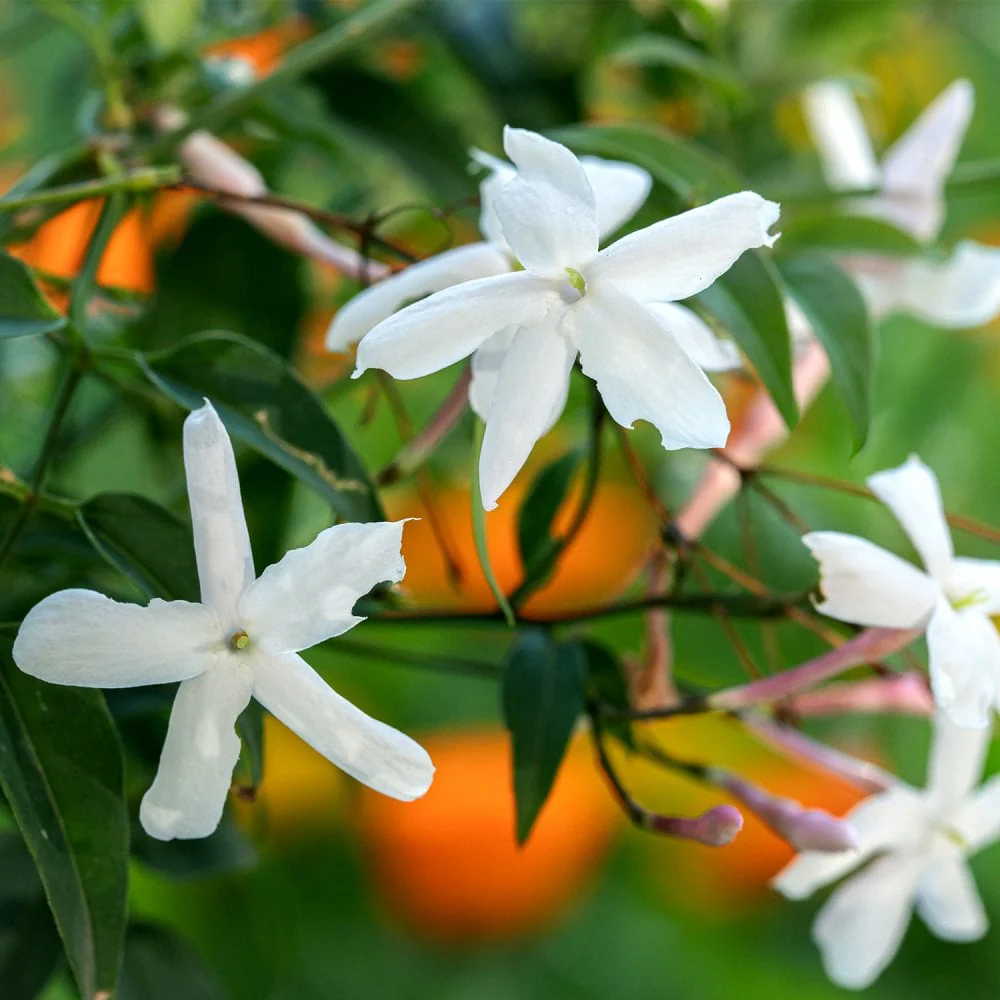 Jasminum officinale