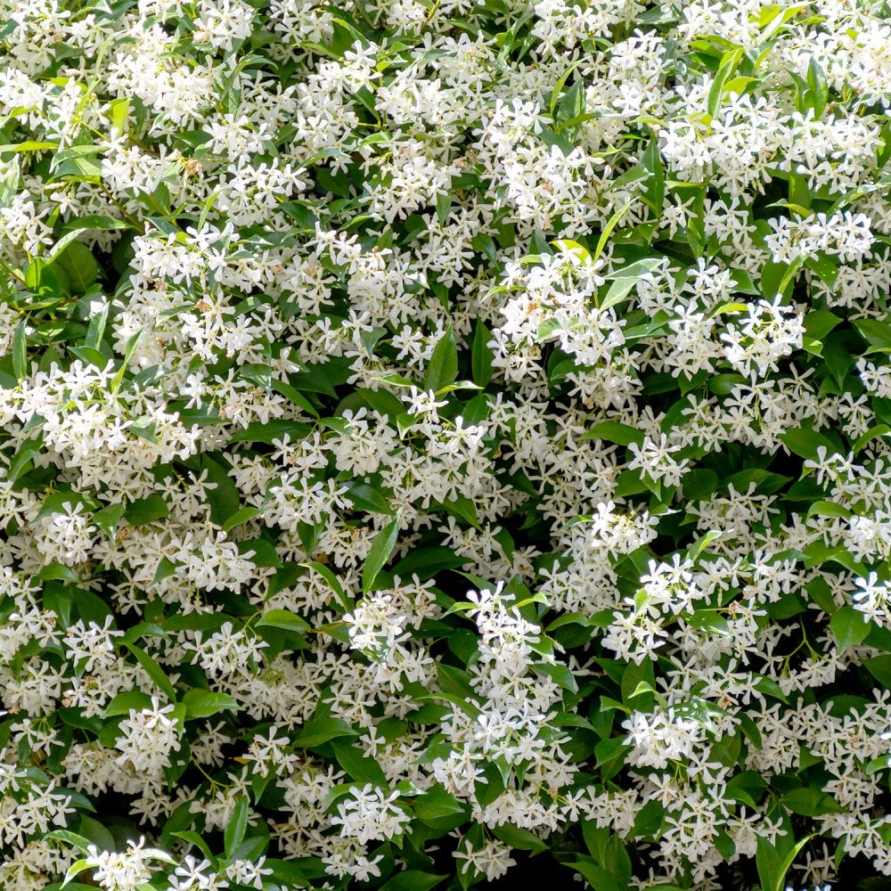 Jasminum officinale - Image 2