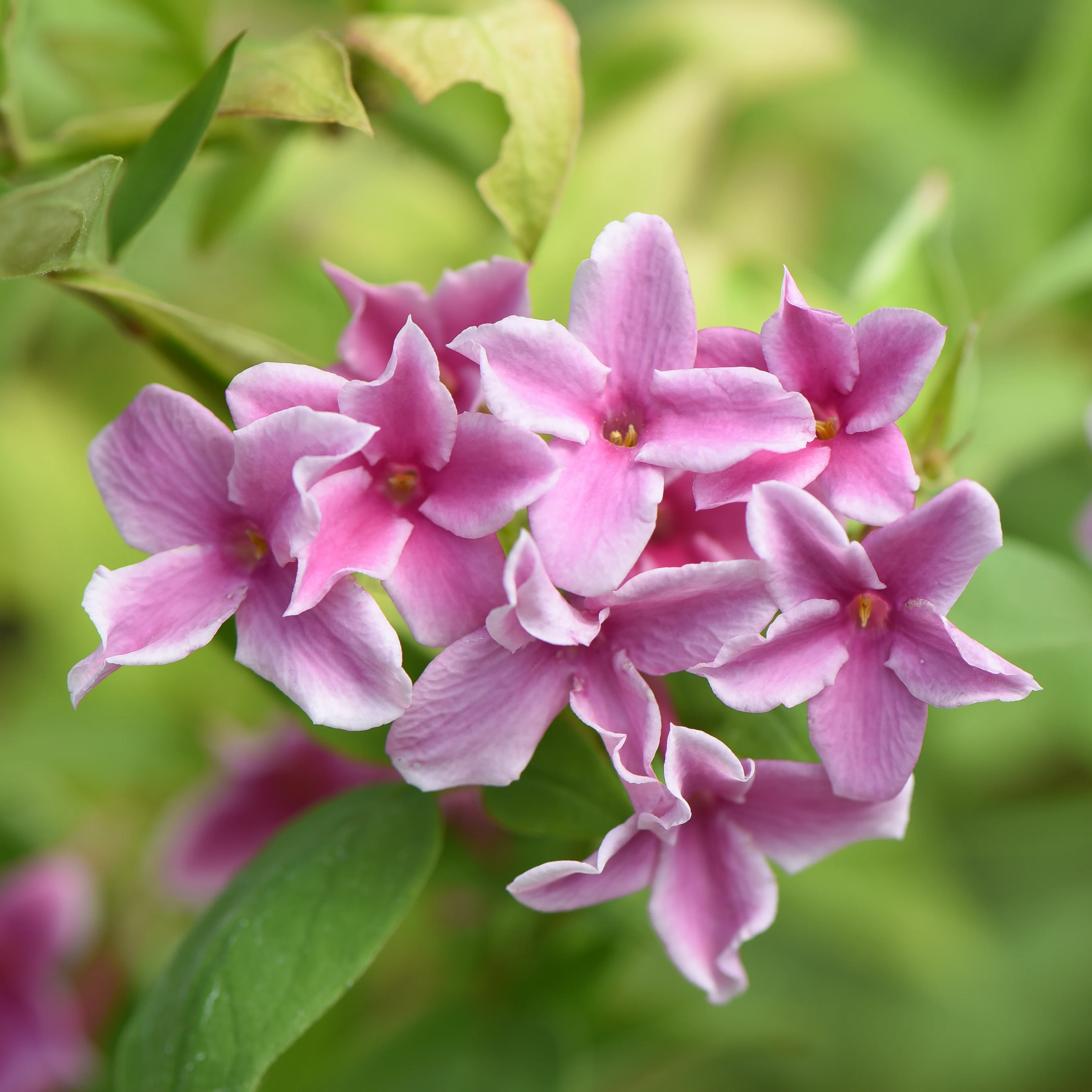 Jasminum x stephanense 'Starry Starry Summer Scent'