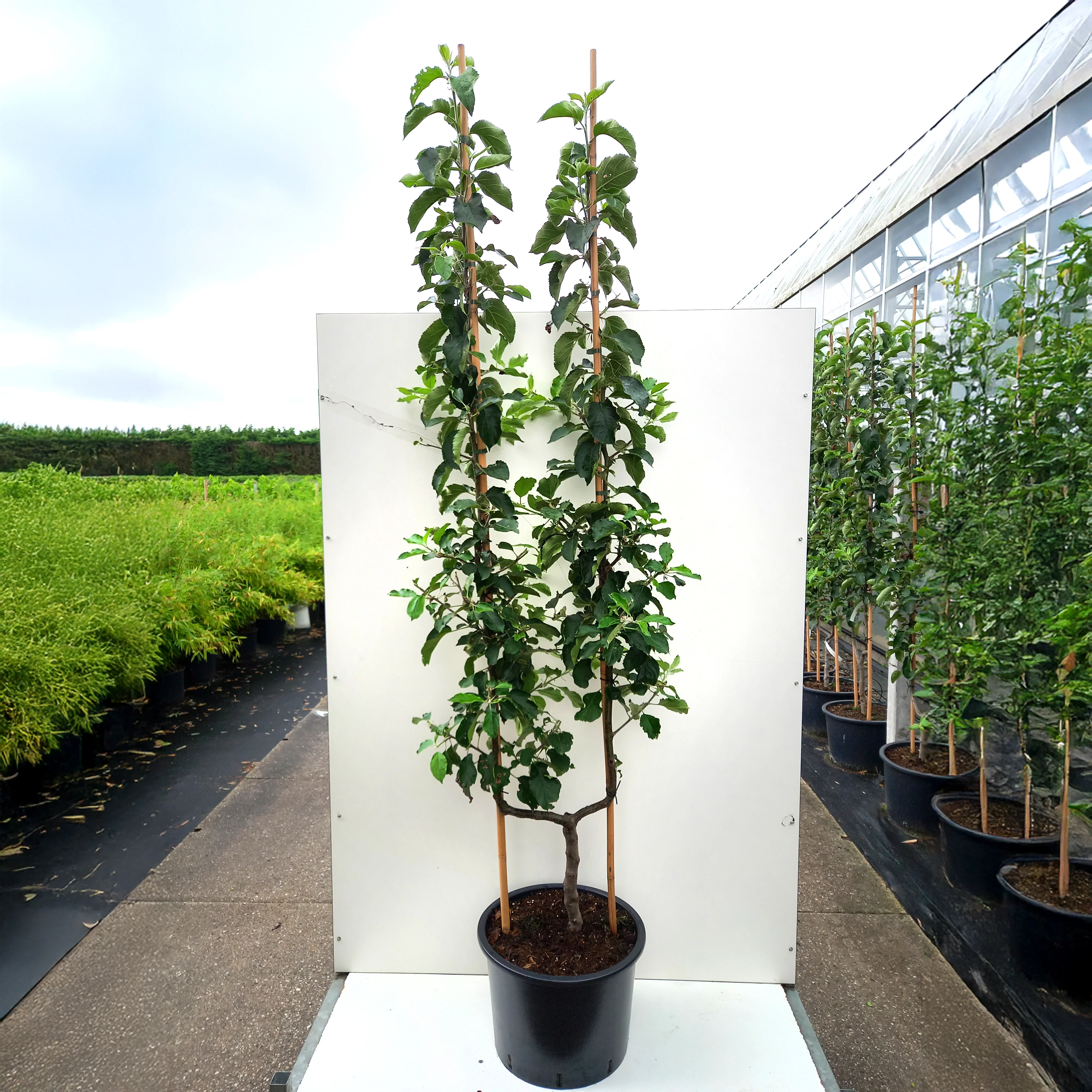 Jonagold Apple Tree - Image 3