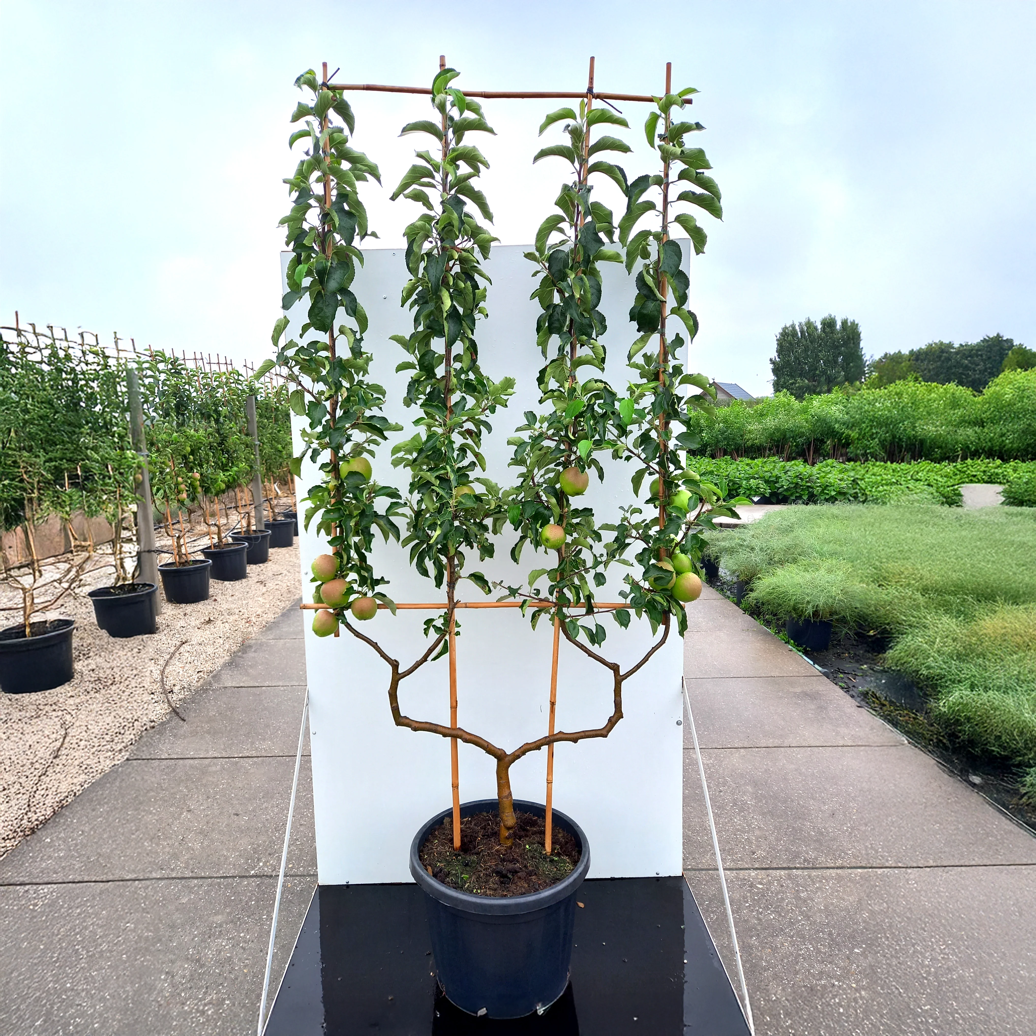 Jonagold Apple Tree - Image 4