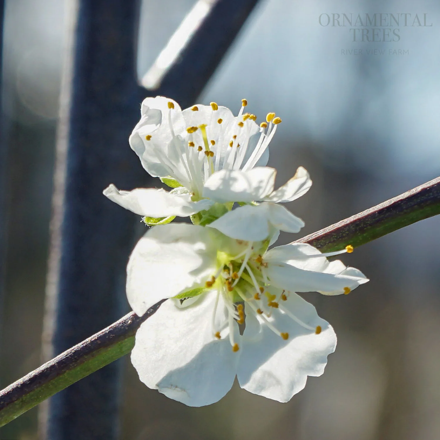 Jubilee Plum Tree - Image 2